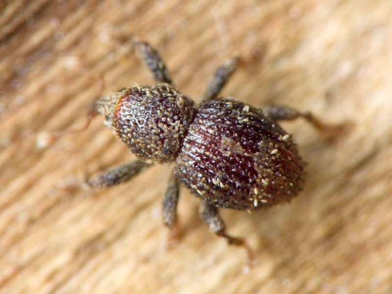 Acalles (Acalles) echinatus (Germar, 1824)